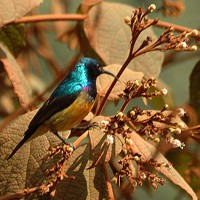 photo-nectariniidae-cinnyris-venustus-2669_largecrop