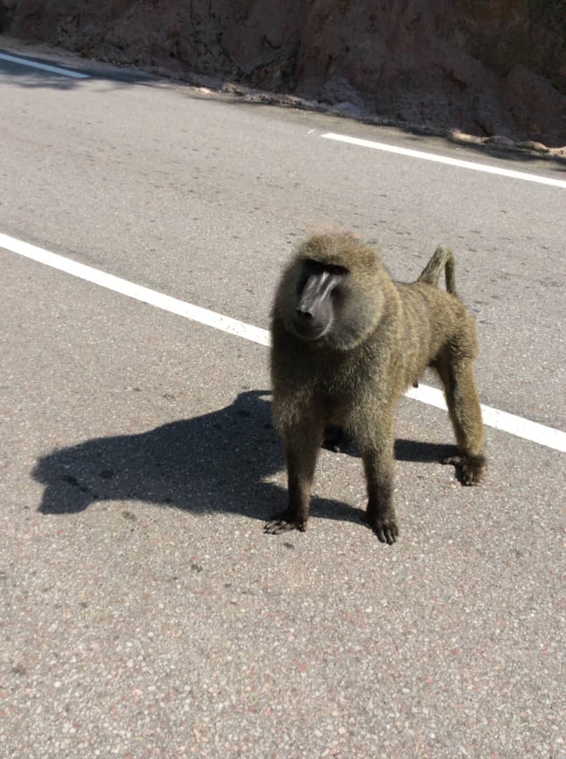 D3966748-5195-479F-8C61-E1BC96BBDEB0