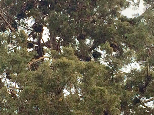 01D2B529-B19D-4485-93D4-1EE13B51F7D8